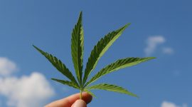 La mejor asesoría legal para el Cannabis Medicinal en Colombia con 613 Partners